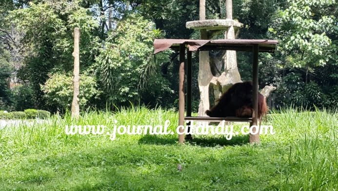 Hewan di Kebun Binatang Bandung