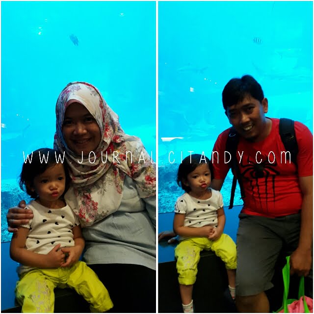 Harga Tiket SEA Aquarium Singapura 2016