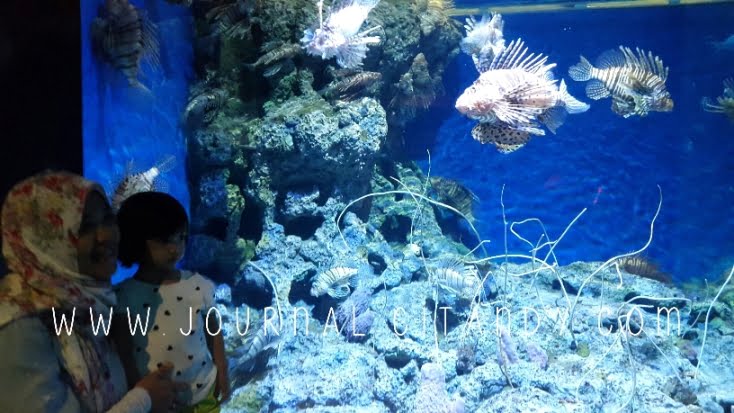 Jalan-jalan dengan anak ke SEA Aquarium Singapura 2016