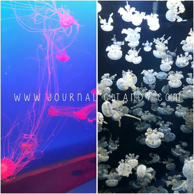 Ubur-ubur SEA Aquarium Singapura 2016