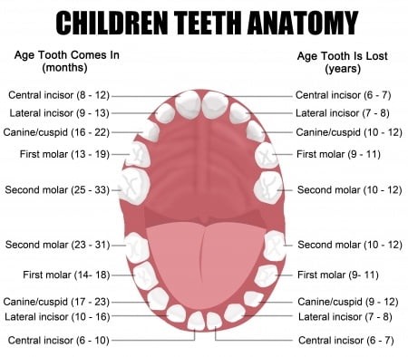 gigi anak tumbuh kembang