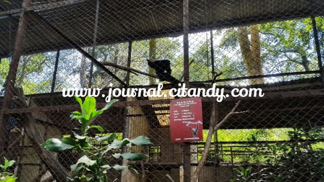 Rekreasi ke Kebun Binatang Bandung